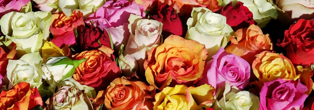 couleur-roses-3256796_1920