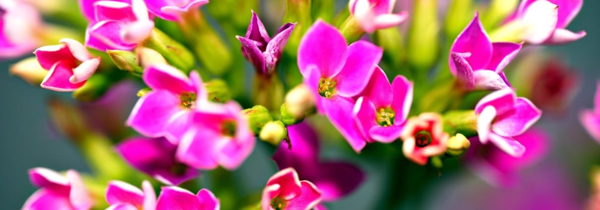 ignartonosbg-kalanchoe-7397132_1920