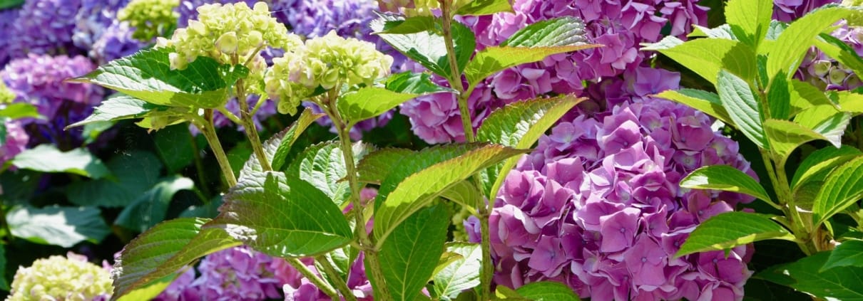 jaclou-dl-flower-4130714_1920
