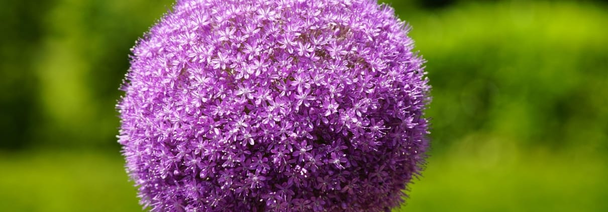 jhenning-allium-8108318_1920