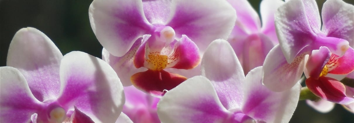 leoleobobeo-hybrid-phalaenopsis-1672448_1920
