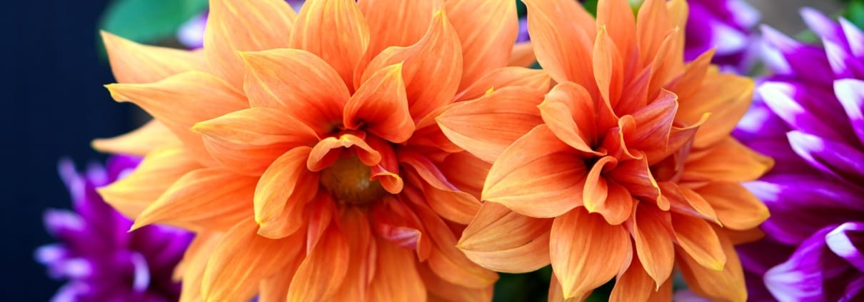 matthiasboeckel-dahlias-4592008_1920
