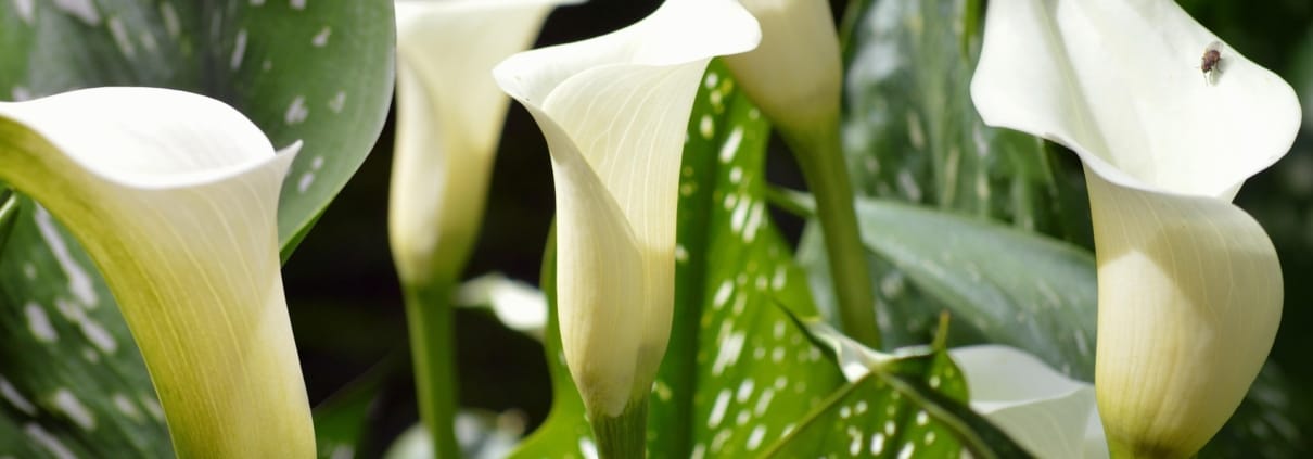 neelam279-calla-lily-7307561_1920