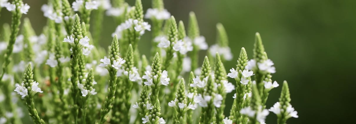 nennieinszweidrei-lance-verbena-8172525_1920