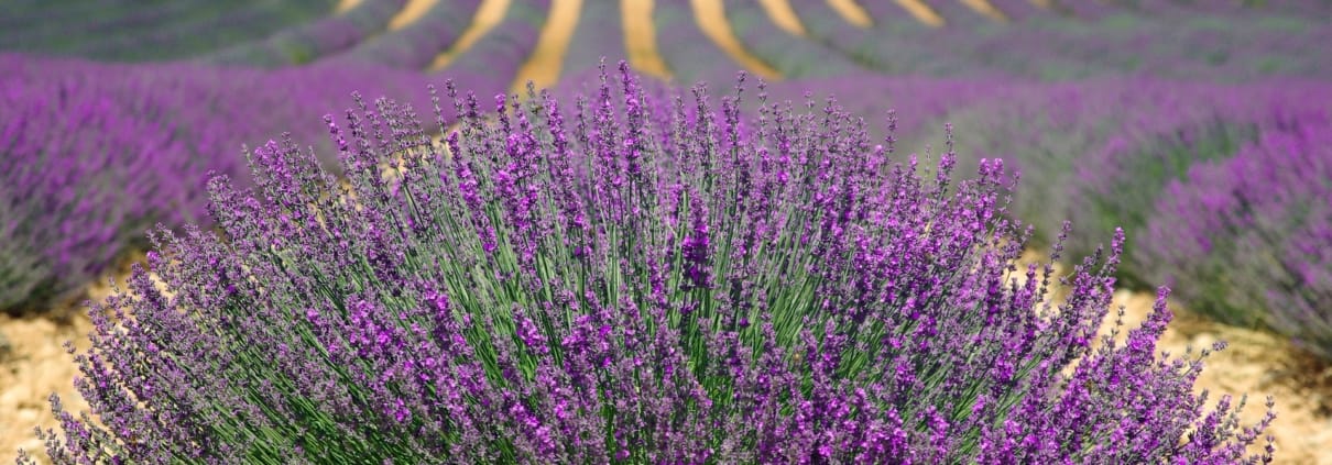 no-longer-here-lavenders-894919_1920