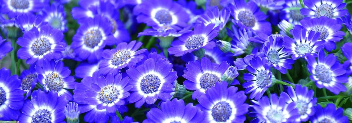 szjeno09190-cineraria-1231121_1920