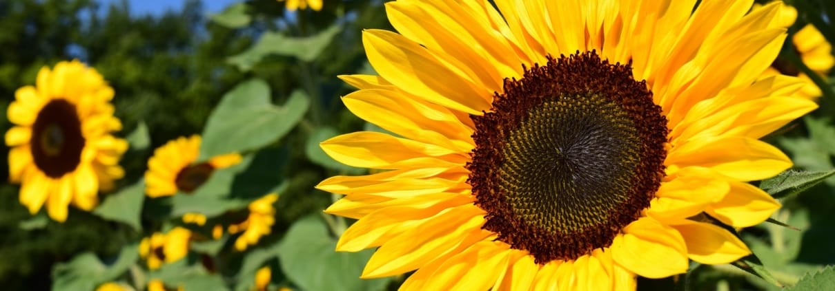 ulleo-sunflower-1627193_1920